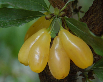 Кизил "Нежный"