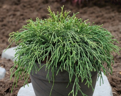 Кипарисовик Горохоплодный "Филифера Нана"