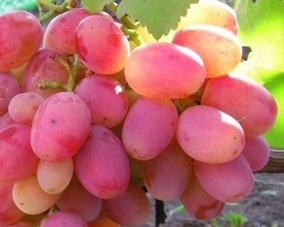 Виноград "Памяти хирурга"