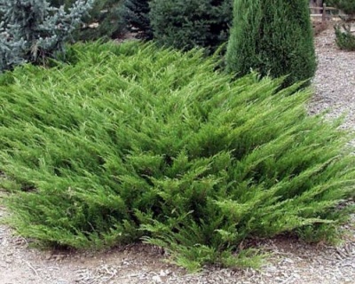 Можжевельник казацкий "Аркадия"