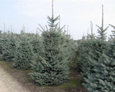 Ель колючая "Блю Тринкет"