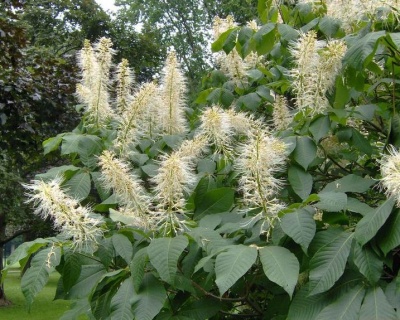 Каштан конский мелкоцветковый