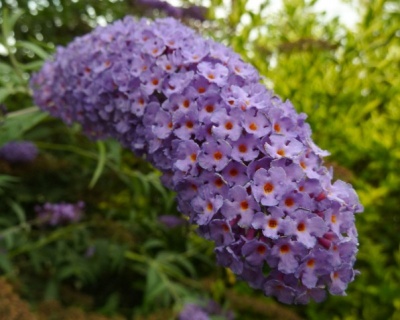 Буддлея Давида "Эмпайр Блю" (Empire Blue)