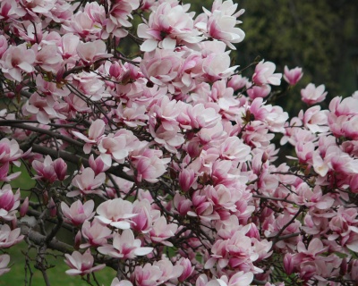 Магнолия "Александрина"