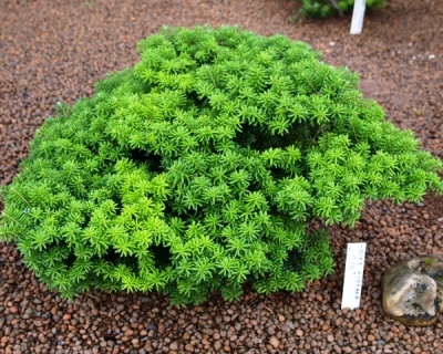 Пихта корейская "Цис"