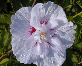 Гибискус «Чайна Шифон»