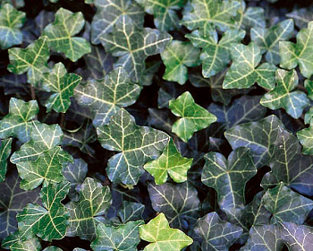 Плющ обыкновенный "Торндейл"(Р-9)