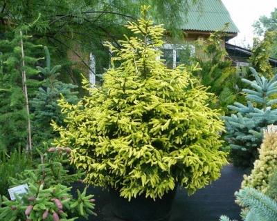 Ель обыкновенная "Ауреа"