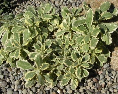 Арабис кавказский "Вариегата"