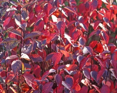 Дерен белый "Кессельринги" (Kesselringii)