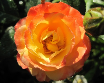 Роза Флорибунда «Румба» 