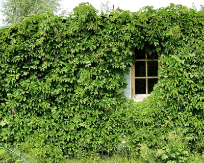 Виноград девичий пятилисточковый (P-9)