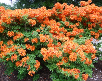 Азалия крупноцветковая "Голден Игл"