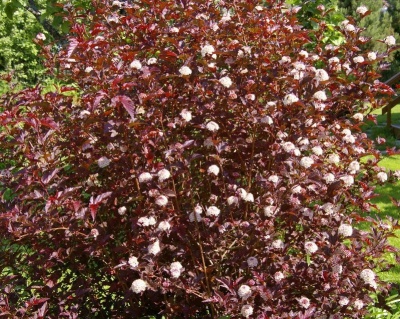 Пузыреплодник "Леди ин Ред" (Lady in Red)