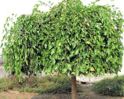 Шелковица штамбовая (шаровидная) "Смуглянка"