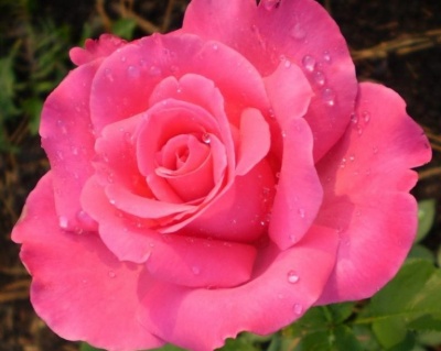 Роза Чайно-Гибридная «Шакира» 