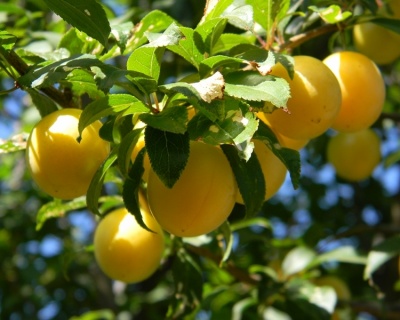 Алыча "Мара"