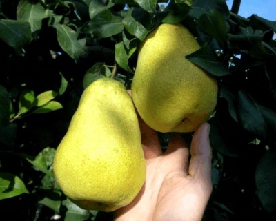 Груша колоновидная "Медовая"