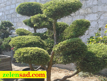 Бонсай из можжевельника h=1,8 m.