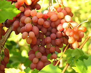 Виноград "КишМиш Лучистый"