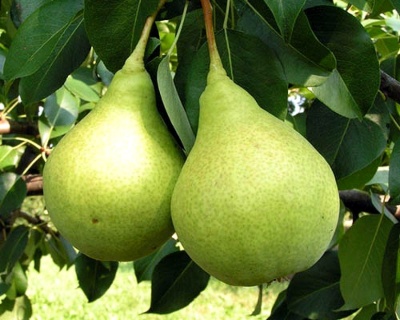 Груша колоновидная "Санреми"