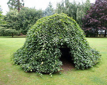 Граб обыкновенный "Пендула"