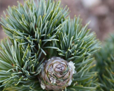 Сосна горная "Беран" (штамбовая форма)