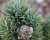 Сосна горная "Беран" (штамбовая форма)