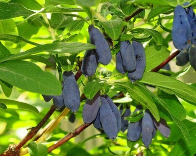 Жимолость "Морена крупноплодная"