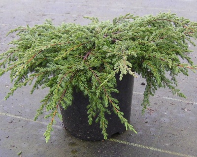 Можжевельник обыкновенный "Репанда"