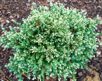 Кипарисовик Горохоплодный "Сноу"