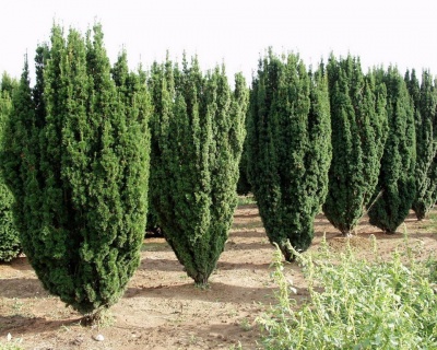 Тис ягодный "Фастигиата Робуста"