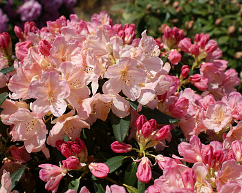 Рододендрон "Перси Вайсман"