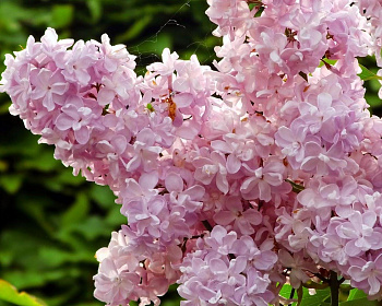 Сирень "Жемчужина"