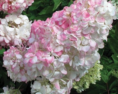 Гортензия метельчатая "Пинки Винки" (Pinky Winky)