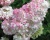 Гортензия метельчатая "Пинки Винки" (Pinky Winky)