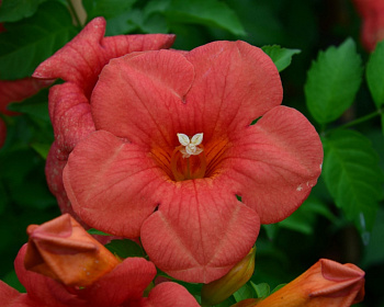 Кампсис Госпожа Гален (P-9)