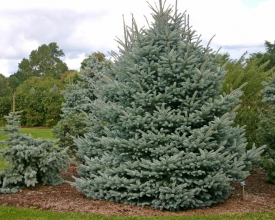 Ель колючая "Фат Альберт"