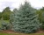 Ель колючая "Фат Альберт"