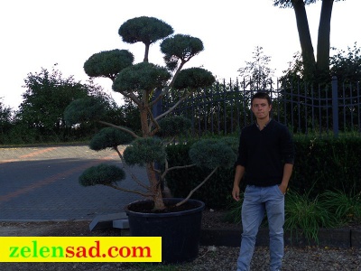 Бонсай из сосны "Ватерери"