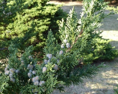 можжевельник китайский обелиск