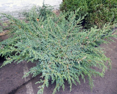 Можжевельник чешуйчатый "Блю Свид"