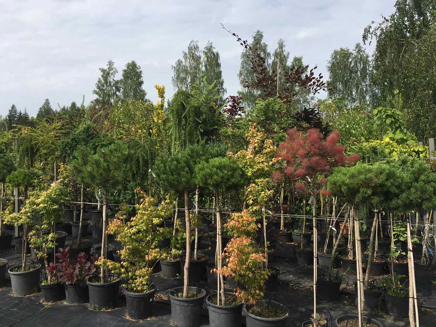 Питомник "ZelenSad"