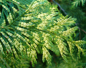 Туя складчатая "Зебрина"