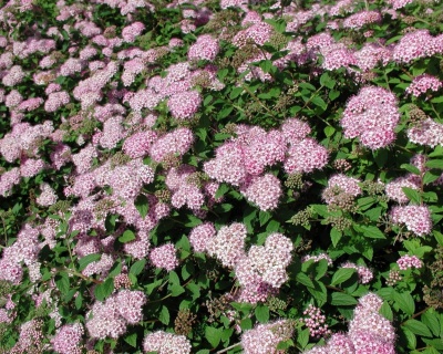 Спирея японская "Литл принцесс"