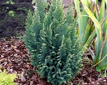 Кипарисовик Лавсона "Алюми"