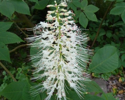 Каштан конский мелкоцветковый