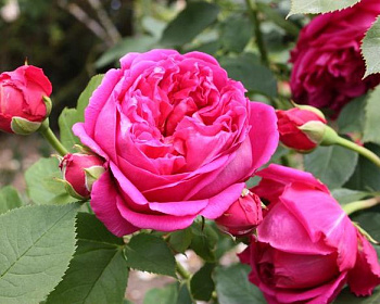 Пионовидная Роза «Леди Оф Мегинч»