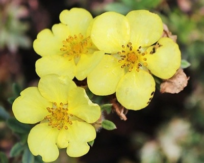 Лапчатка "Элизабет" (Elizabeth)