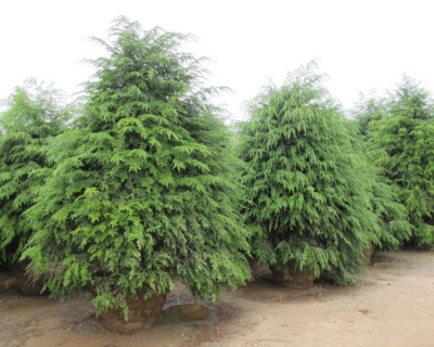 Тсуга канадская